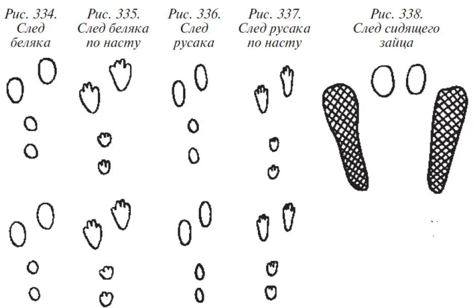 Следы зайца картинки