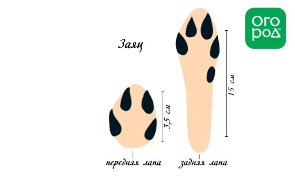 Следы кролика картинки