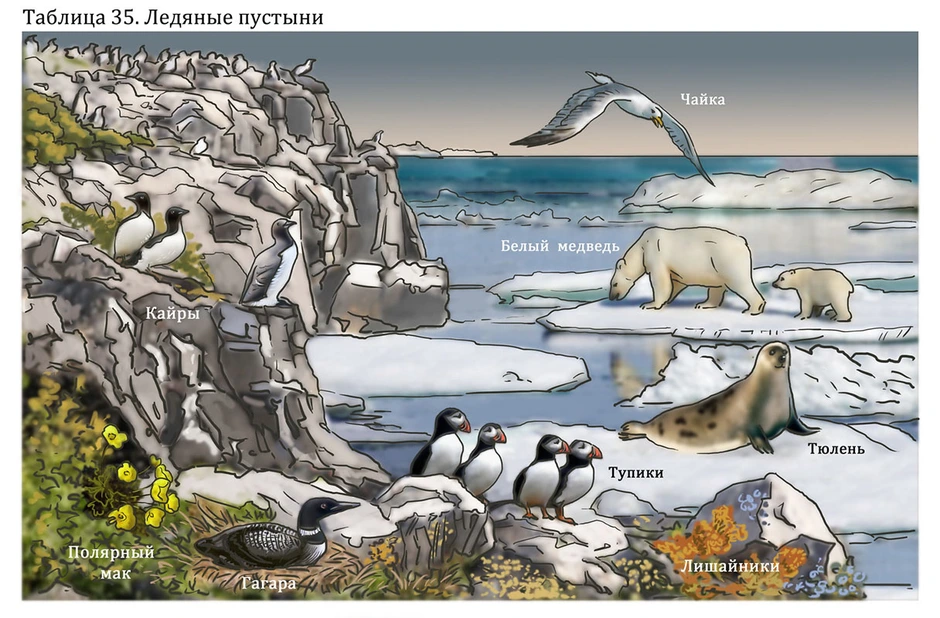 Рисунок арктической пустыни. Арктическая экосистема. Экосистема арктических пустынь. Арктические пустыни иллюстрации. Рисунок на тему экосистема Арктики.