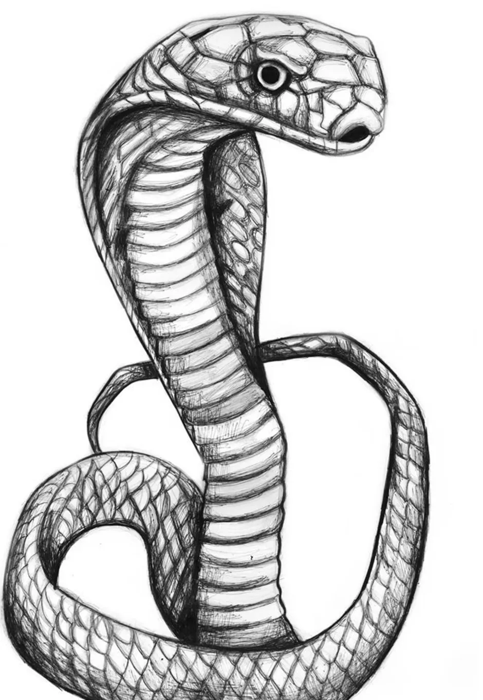 Рисунки змей карандашом для срисовки