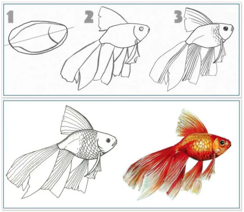 Как поэтапно нарисовать золотую рыбку карандашом для детей