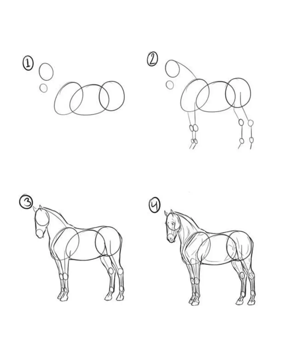 Как нарисовать лошадь поэтапно