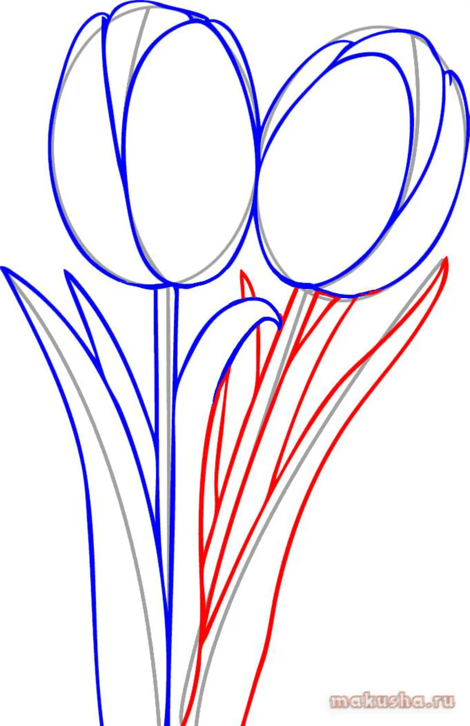 Пошагово нарисовать тюльпаны