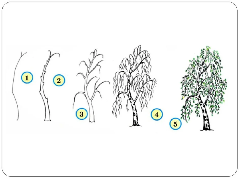 Как нарисовать дерево березу