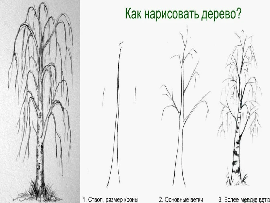 Как просто нарисовать березу