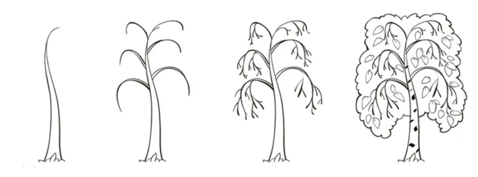 Как рисовать березу карандашом поэтапно