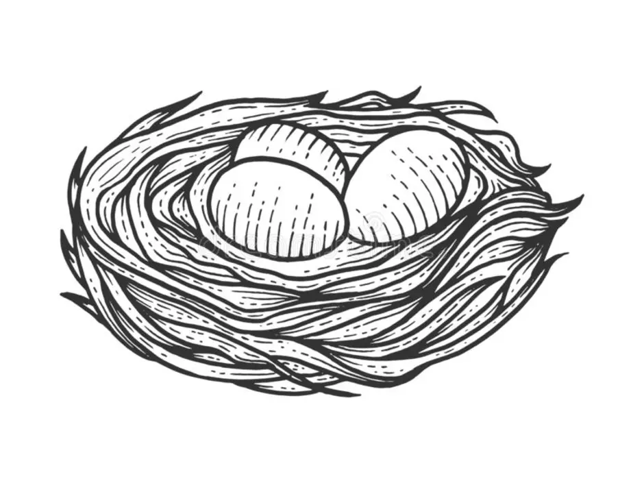Раскраска гнездо с яйцами