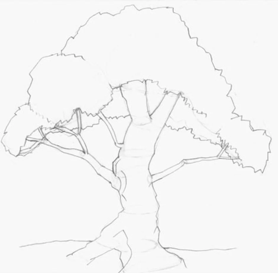 Как поэтапно карандашом нарисовать дуб карандашом поэтапно