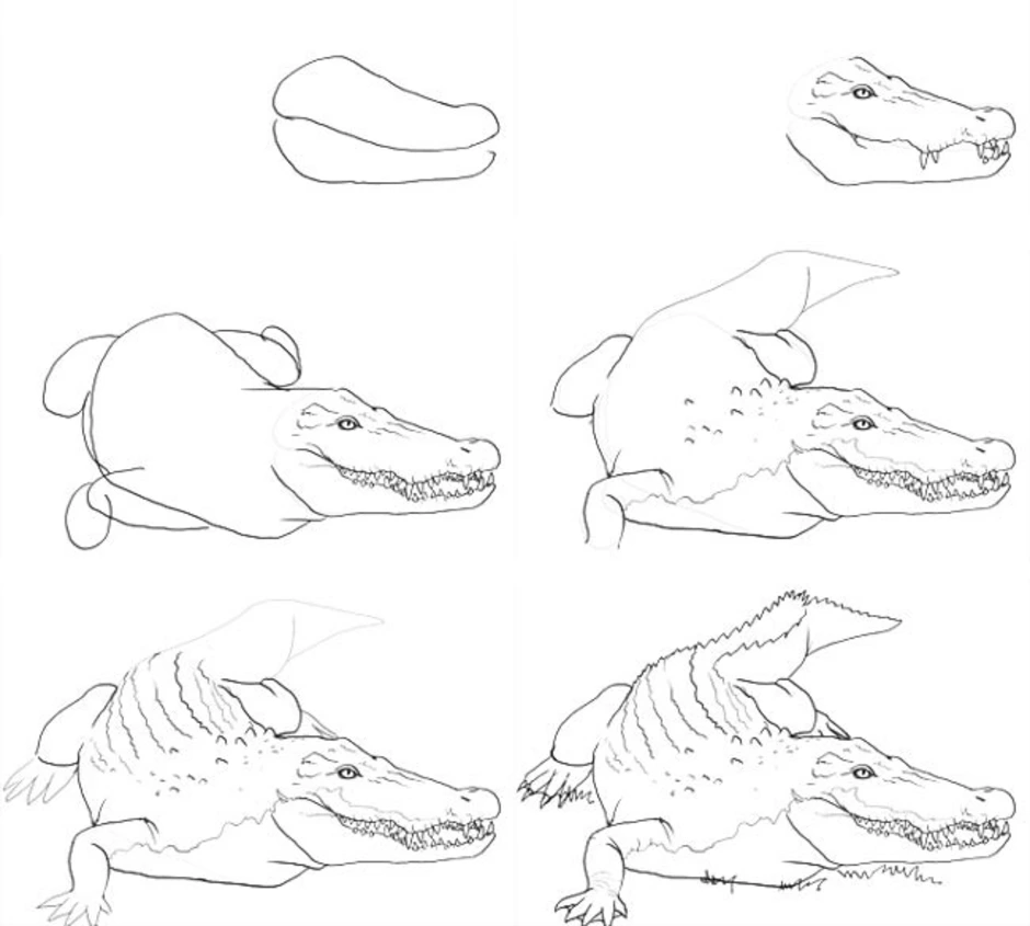 Как нарисовать крокодила. Поэтапное рисование крокодила. Крокодил рисунок карандашом. Рисуем крокодила поэтапно. Крокодил для срисовки карандашом.