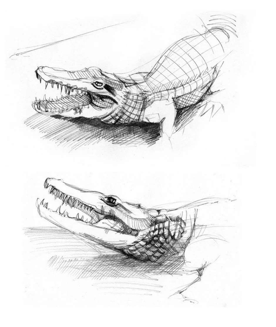 Крокодил рисовать. Крокодил карандашом. Нарисовать крокодила карандашом. Крокодил рисунок карандашом. Крокодил набросок.