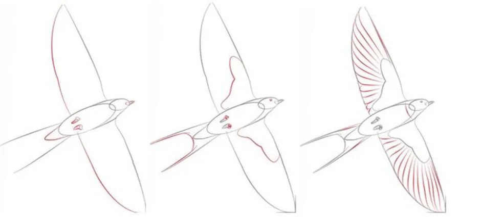 Как рисовать ласточку поэтапно