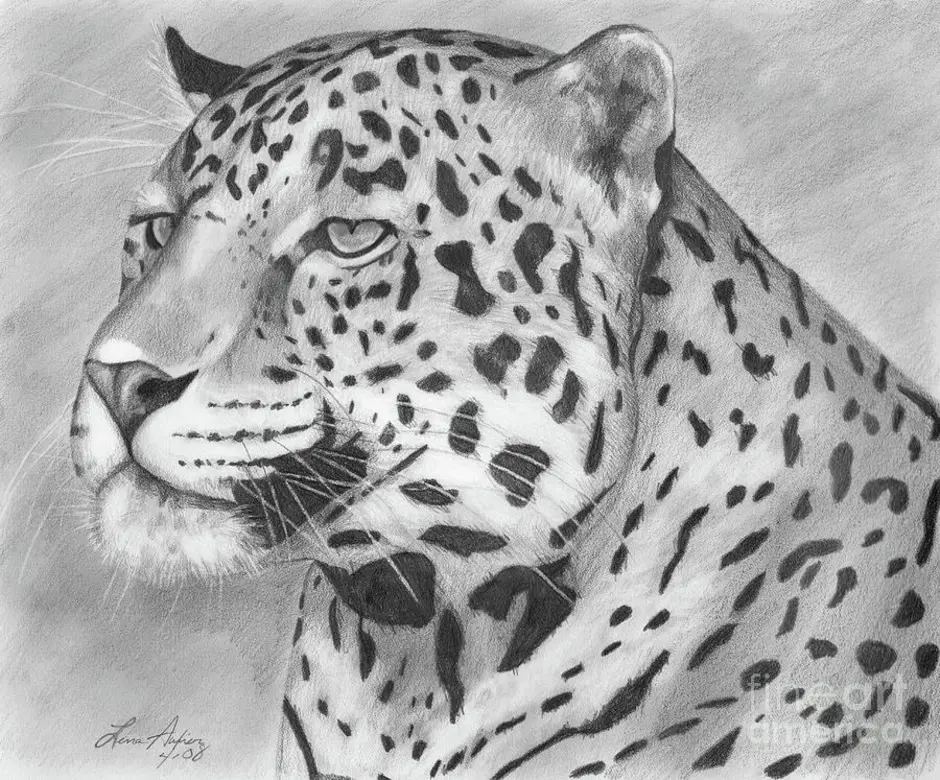 Biggest drawing. Леопард рисунок карандашом. Нарисовать леопарда. Леопард для срисовки. Рисование леопарда.