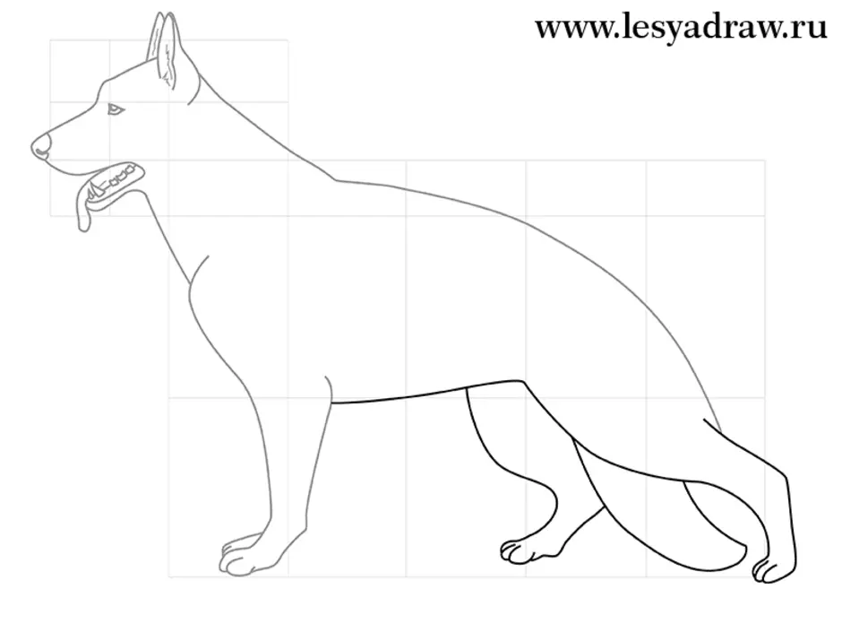 Как нарисовать собаку овчарку немецкую легко карандашом