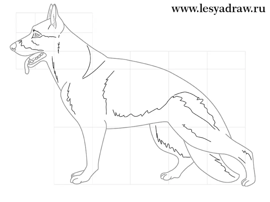 Как нарисовать собаку овчарку немецкую легко карандашом