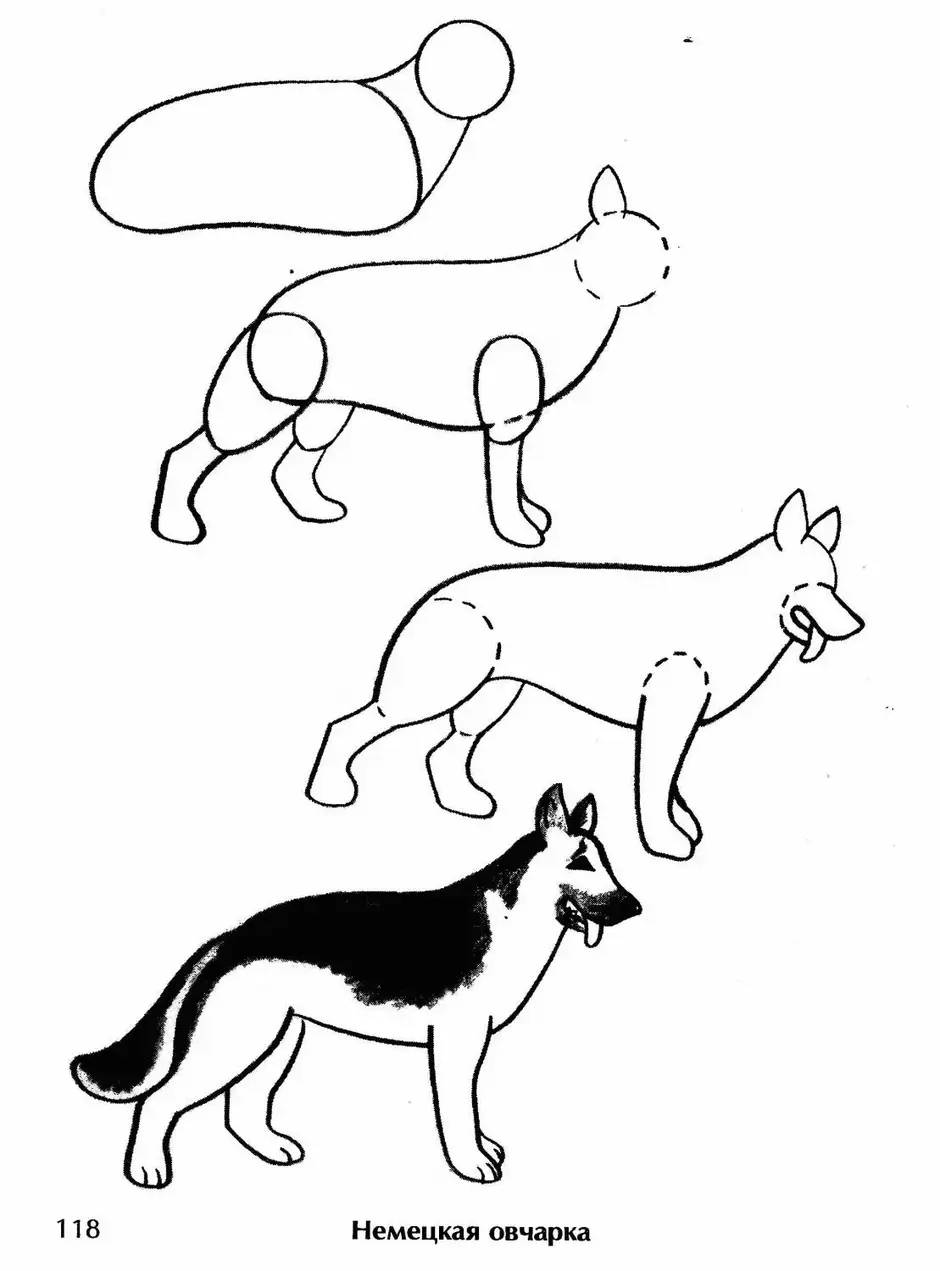 Как нарисовать овчарку ребенку 5 лет