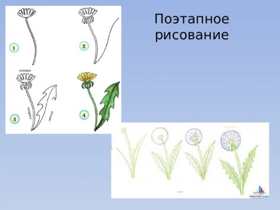 Рисуем одуванчик пошагово