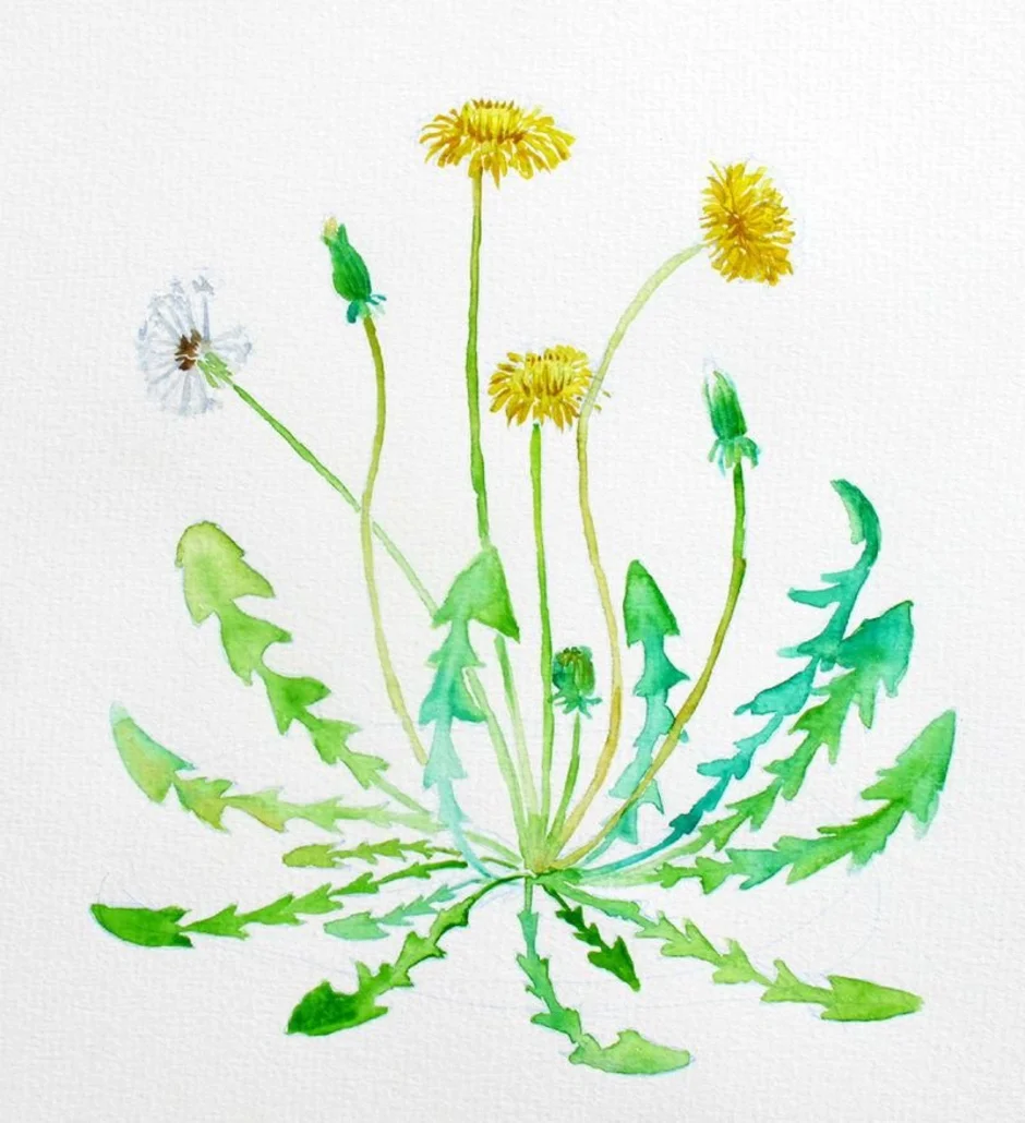 Рисование одуванчики в траве. Одуванчик беловатый Taraxacum albescens. Рисование одуванчик. Одуванчик рисунок. Одуванчики акварелью.