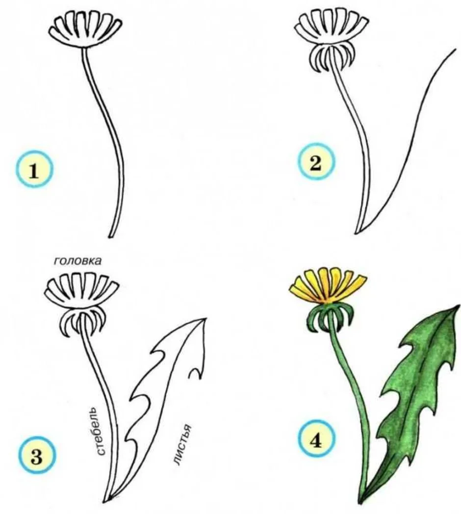 Как нарисовать одуванчик с детьми 3 4 лет