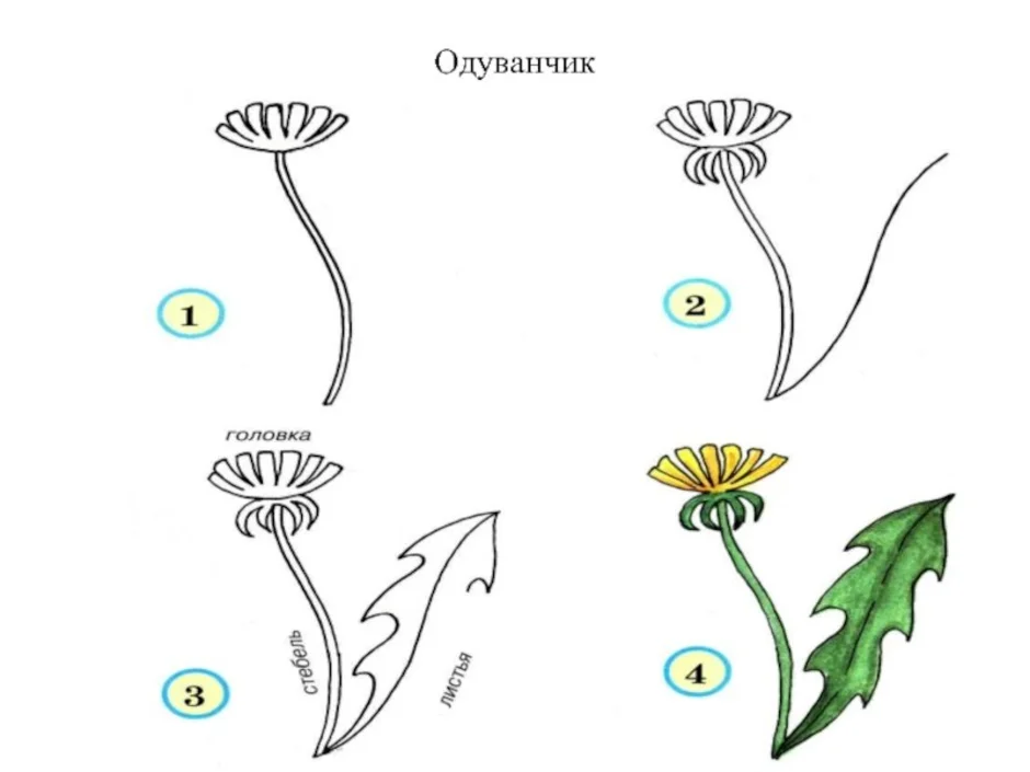 Одуванчик рисунок 2 класс