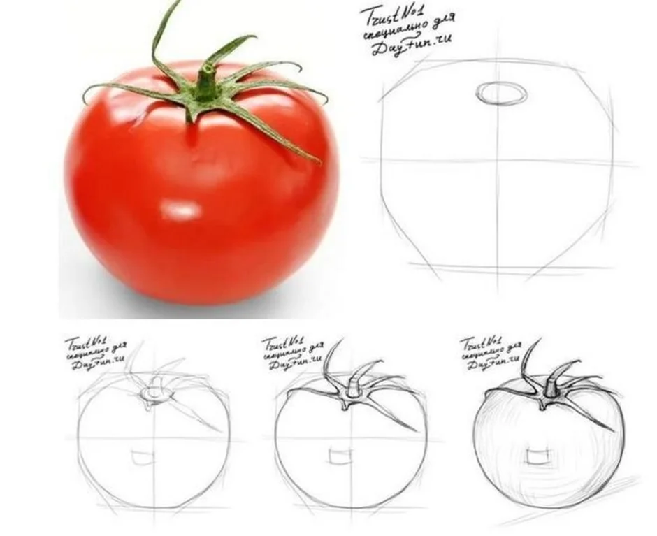 Как нарисовать томат поэтапно