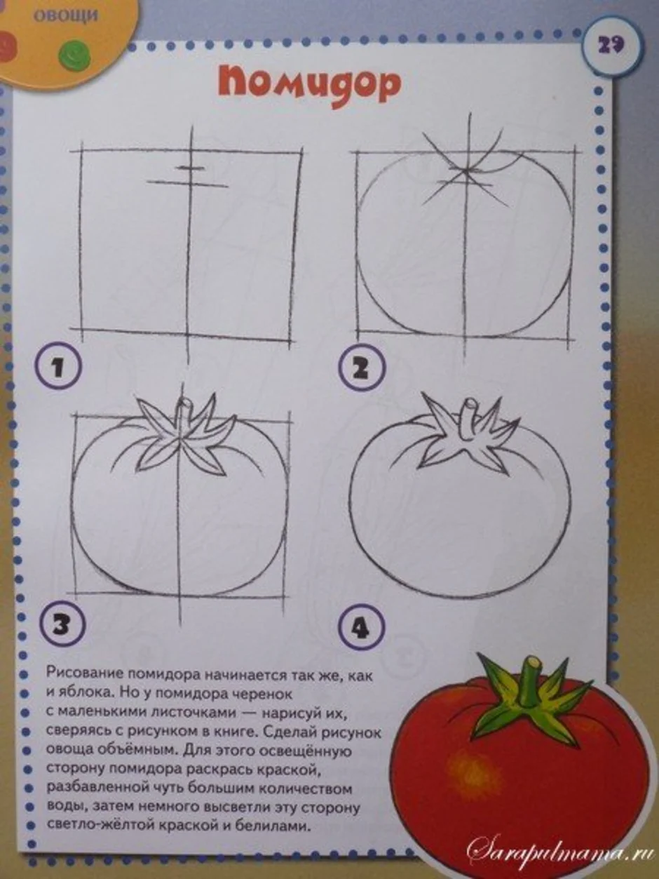 Помидоры пошагово. Поэтапное рисование овощей. Рисование овощей пошагово. Поэтапный рисунок фруктов и овощей. Алгоритм рисования овощей и фруктов.