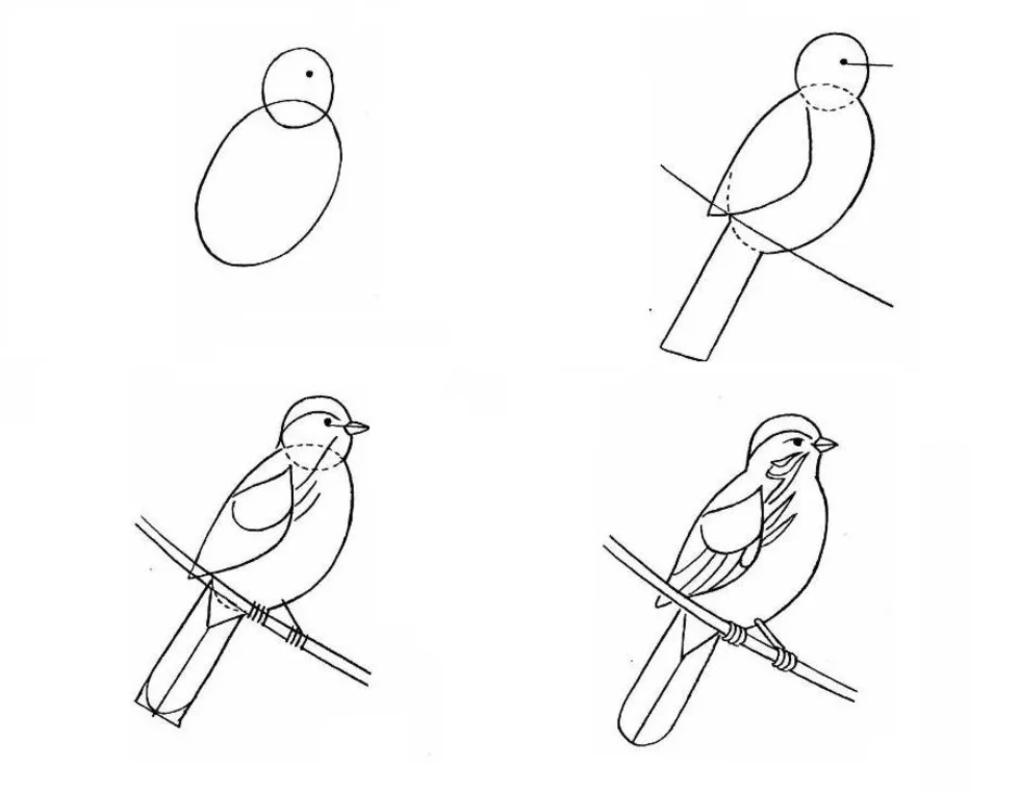 Какие птицы можно нарисовать. Этапы рисования птицы. Поэтапное рисование птиц. Последовательное рисование птицы. Пошаговое рисование птицы.
