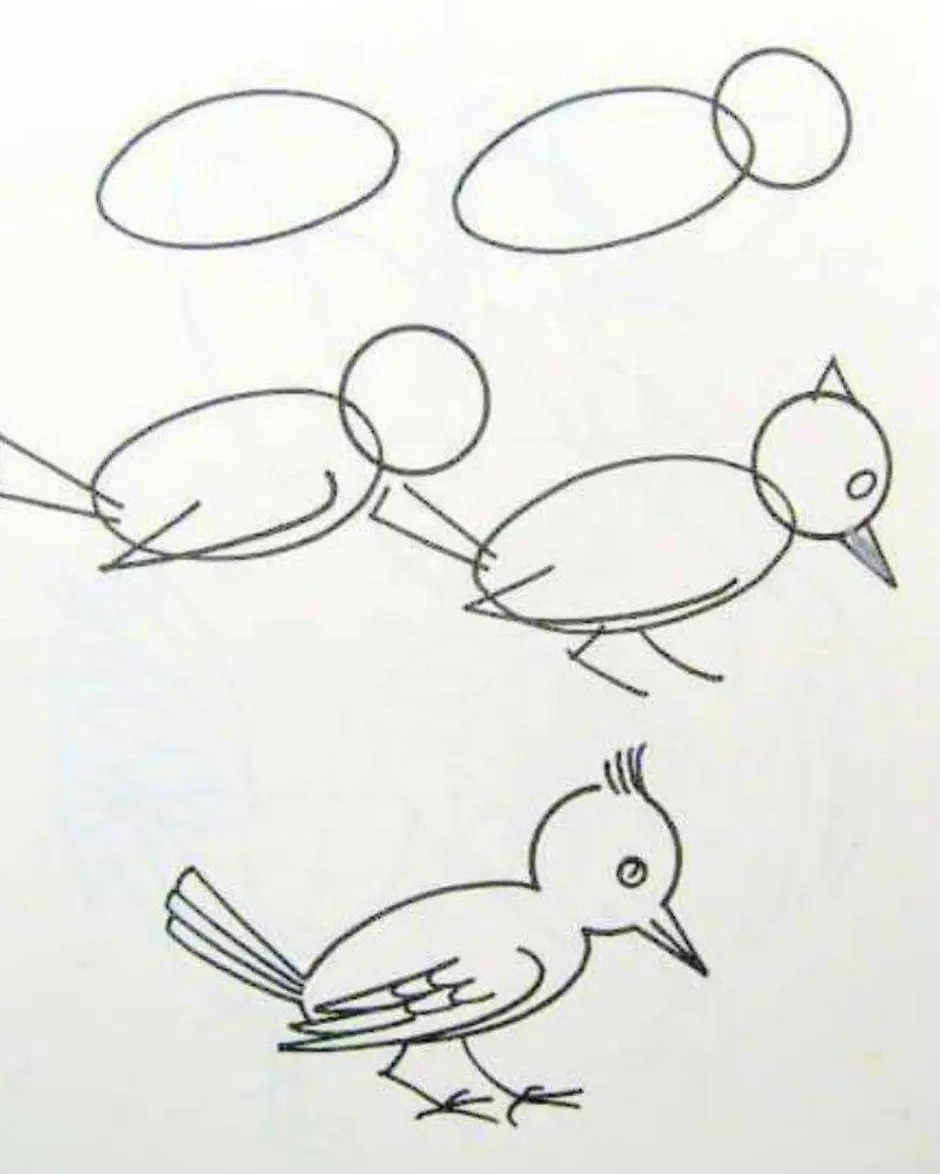 Рисунок птицы 5 класс. Поэтапное рисование птиц. Птица рисунок. Поэтапное рисование птицы в старшей группе. Рисование птицы средняя группа пошагово.