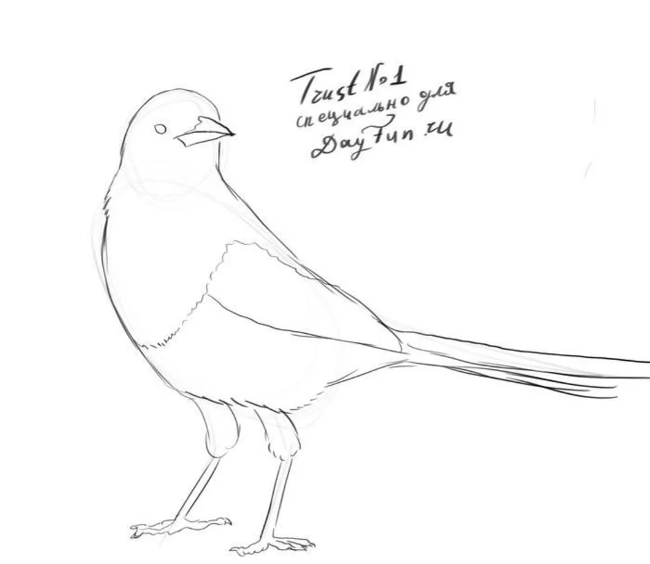 Рисунки птиц для срисовки легкие. Сорока рисунок карандашом. Птицы для срисовки. Птица карандашом. Птицы рисунки легкие.