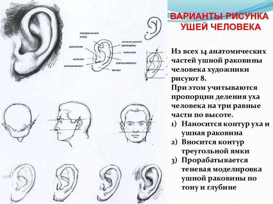 Как правильно рисовать уши