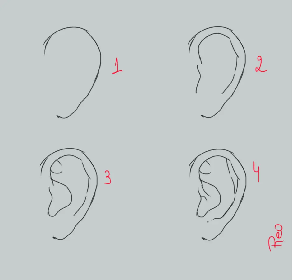 Как правильно нарисовать ухо