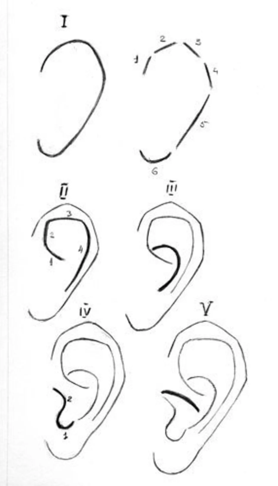 Как правильно нарисовать ухо