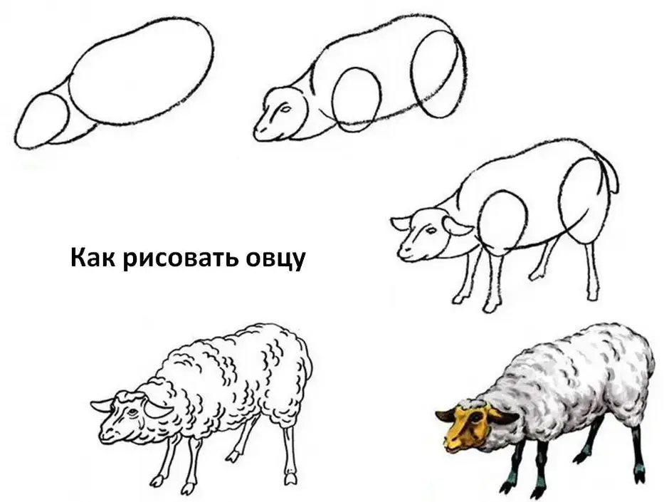 Как нарисовать барана поэтапно карандашом