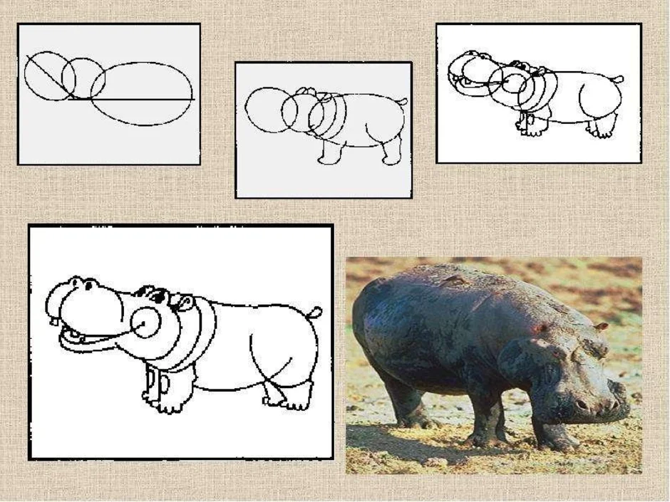 Как нарисовать бегемота картинки