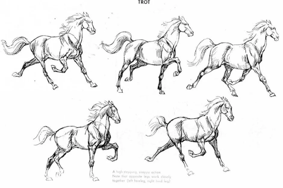 Как поэтапно нарисовать бегущую лошадь поэтапно карандашом