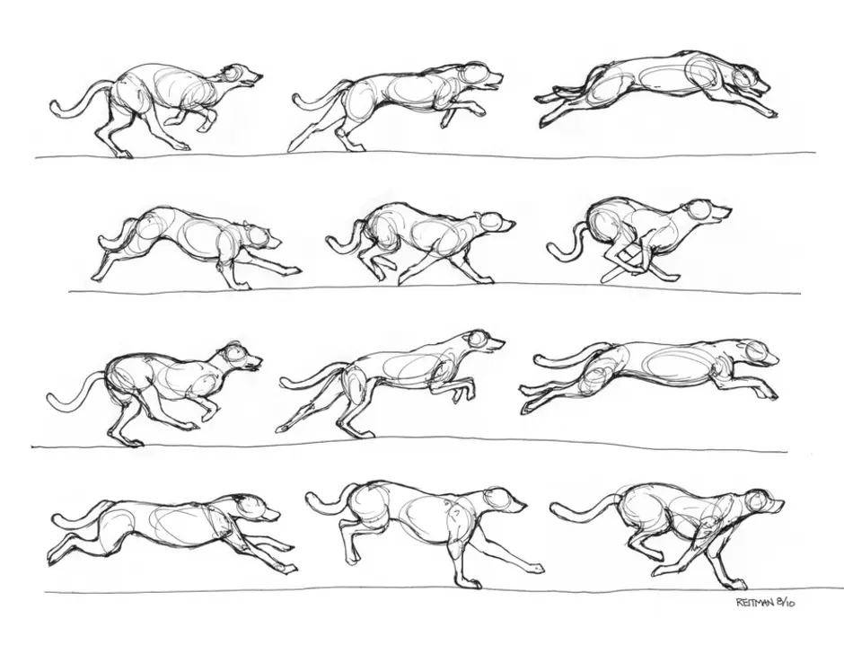 Как рисовать бегущую собаку