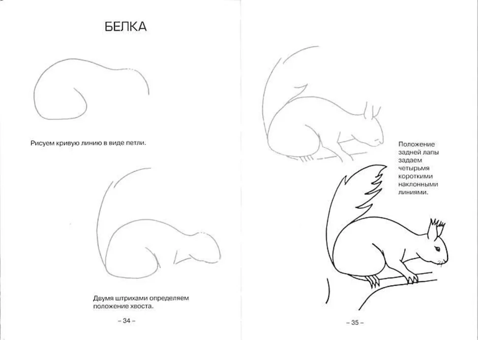 Как нарисовать белку ребенку поэтапно