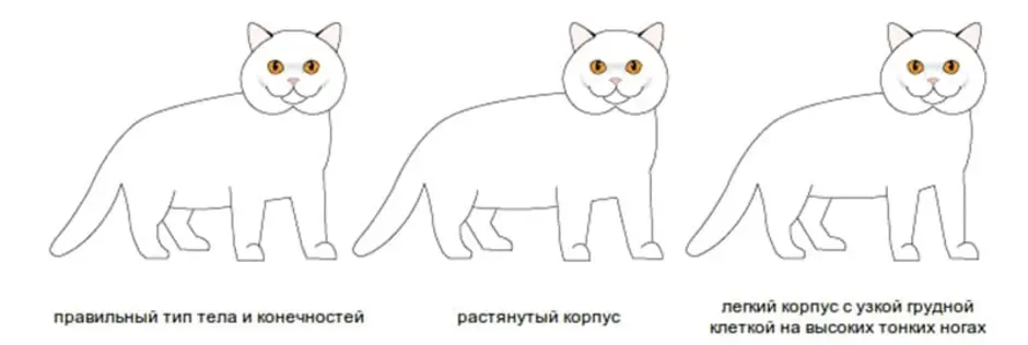 Как нарисовать британскую кошку карандашом