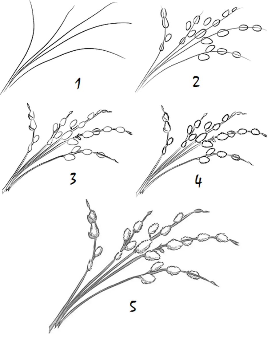 Как красиво нарисовать веточку. Ветка вербы поэтапность. Рисование ветка вербы. Рисование веточка вербы. Поэтапное рисование ветка.