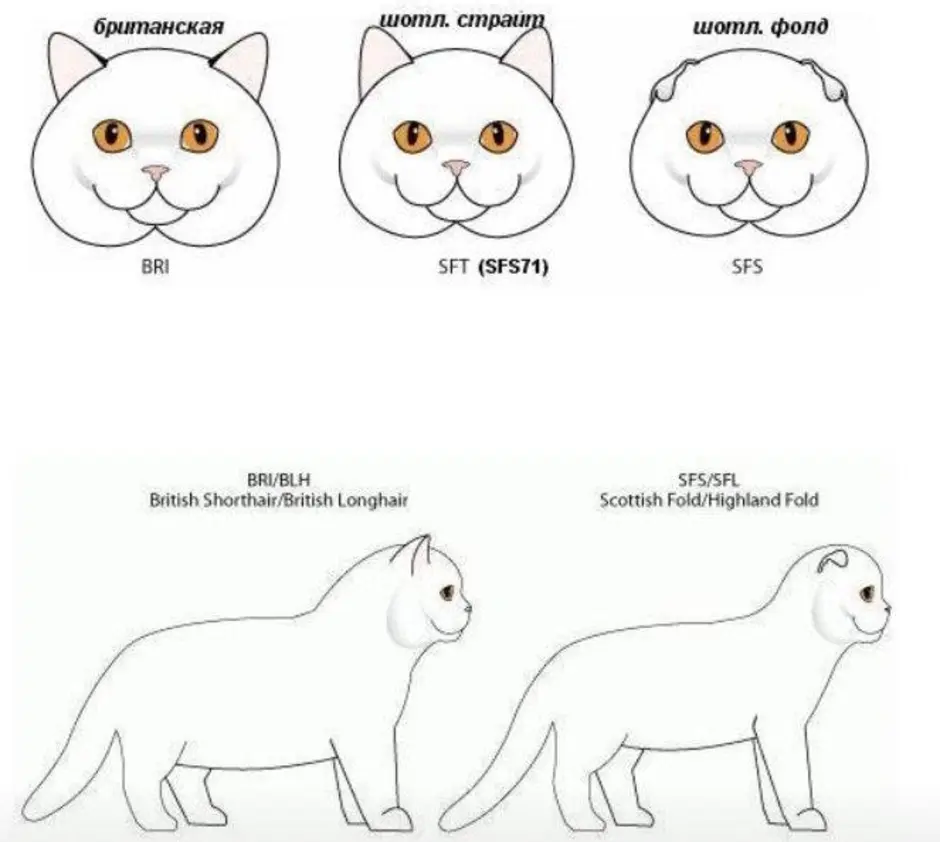 Британец и шотландец. Шотландская вислоухая кошка и Британская отличия. Отличие шотландца от британца кота. Скоттиш фолд отличие от британца. Как отличить британца от шотландца кошки.