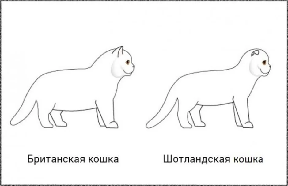 Как нарисовать шотландского кота