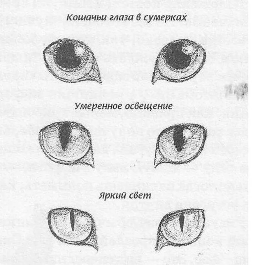 Кошачьи глаза рисунок карандашом