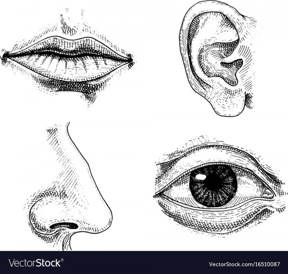 Уши и глаза дома. Зарисовки отдельных частей лица. Рисование отдельных частей лица. Зарисовки частей лица: губы, нос, глаза. Нарисовать части лица.