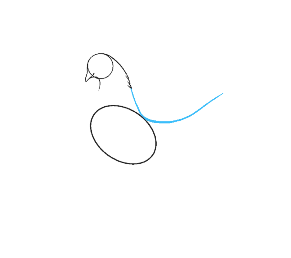 Как правильно нарисовать голубя карандашом поэтапно