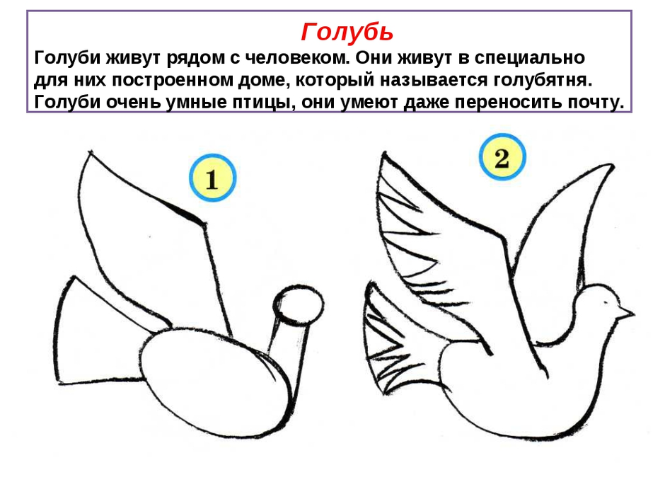 Как рисовать голубя для детей 7 лет