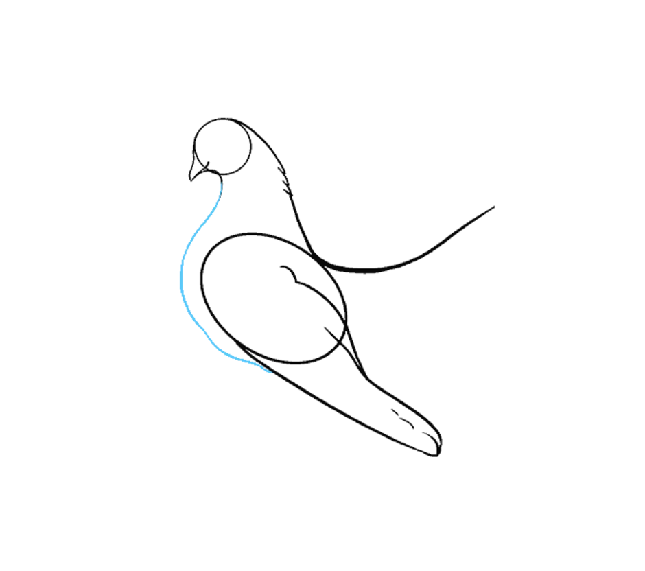 Как нарисовать голубя карандашом. Рисование голубя. Голубь пошагово. Поэтапный рисунок голубя. Голубь для срисовки.