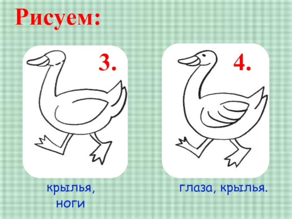 Как легко нарисовать гуся ребенку