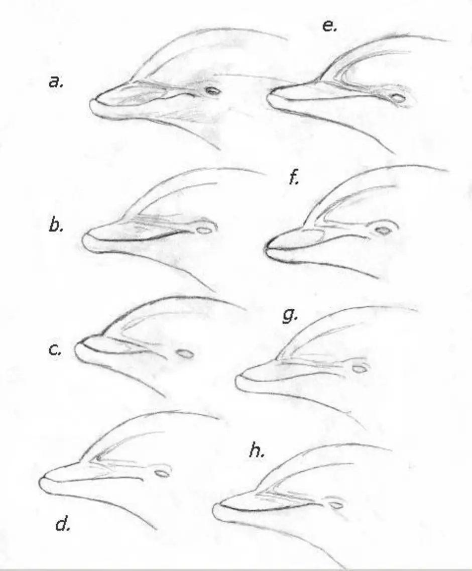 Как научиться рисовать дельфина