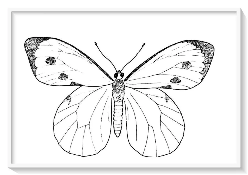 Рисунок бабочки капустницы