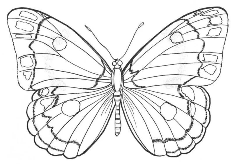 Нарисовать насекомое бабочка