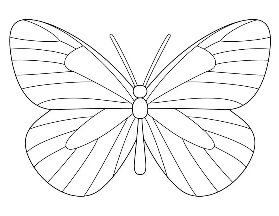 Мотылек рисунок карандашом для детей